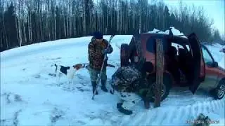 три собаки и один заяц