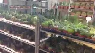 Athens Flower market 60fps Kotzia square 2014