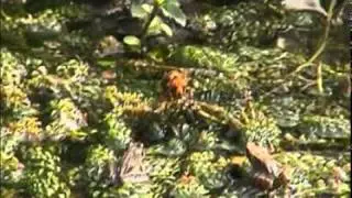 Baby frogs attack hornet.f4v