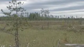 Медведица с медвеженком  гуляют по болоту.