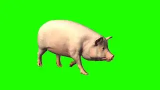 Pig // pig walk //green screen pig // Running pig / Pig green screen background / Pig turn / 