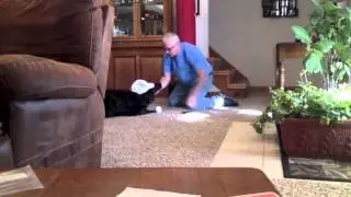 Pops