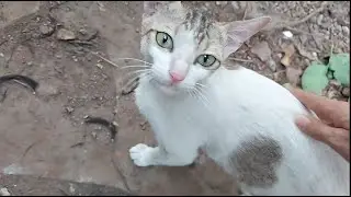 Friendly Cat