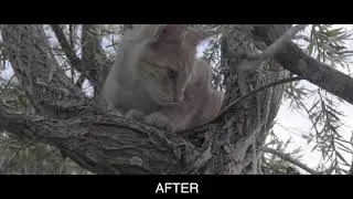 Sony RX10 IV-A World of Cats (Flat and Color grade Test)