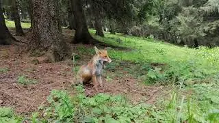 Vulpea Cabana Secuilor, Fox , fox in the forest, live