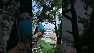 幹枝除去2