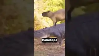😳Капибарам вообще ничего не страшно. На чиле. На расслабоне