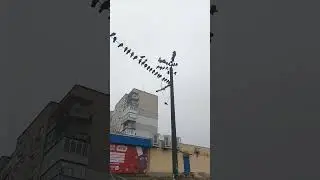 голубь на качельке... #ржака #голуби