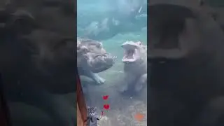 Animals and their babies #4