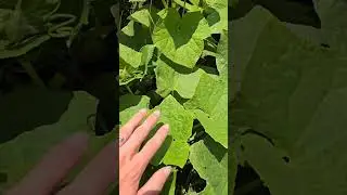 July Garden Tour | Part 2
