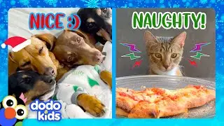 Naughty Cat Steals Christmas...8 Tiny Dogs Try To Save It! | Dodo Kids | Happy Holidays