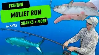 Fishing the Mullet Run 2022 (Sharks, Tarpon, Snook, Jacks)