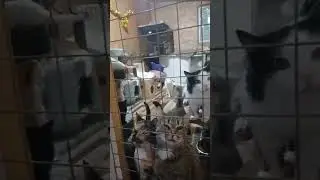 Хорошие котики   #cats #кот #cat