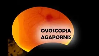 AGAPORNIS - OVOSCOPIA
