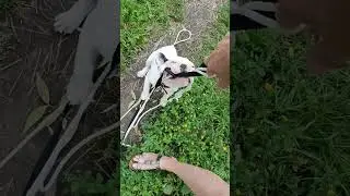 Маленький хищник. 