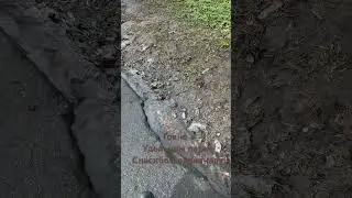 Good shitty morning! It's raining again in St. Petersburg, and shit from the toilet paper is leak...