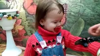 Такого вы не видели, ручные бабочки, поход на выставку