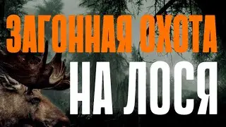 Загонная охота на лося 2022