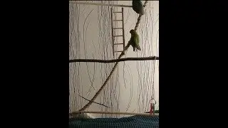 Как неразлучник кричит