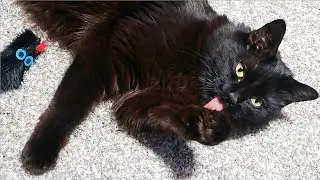 EVE BEING HERSELF! - Happy Caturday!