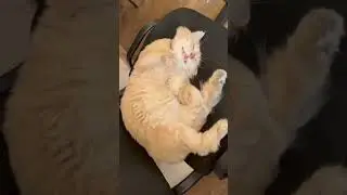 снова узбеки #шайлураптор #индоминусяйца