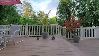 Backyard Hummingbird!