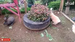 kelinci lucu kejar kejaran