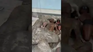 5500 years old man