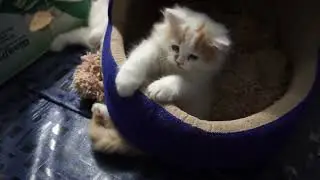 Cute Cat