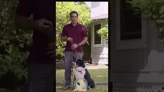 Sit Command Training | The Beacon Dog Academy
