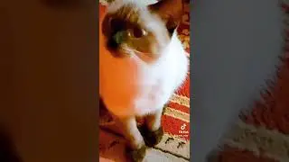 ок гугл найди мне кого-нибудь кто круче меня, ржака