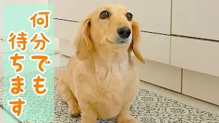 愛犬が一番楽しみにしている時間のあとにすることは…？【ミニチュアダックスフンド】