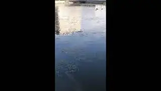 Утки в Югорске.  04. 09. 21г