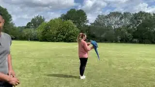 I met up with two awesome free flight Macaws!