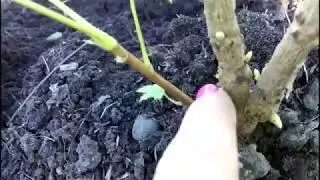 ПОСАДКА ЧЕРНОЙ СМОРОДИНЫ ОСЕНЬЮ. Что нужно знать