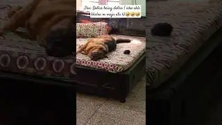 Dollar'favorite game🤣. #youtubeshorts #youtube #dog #viral #doglover #shorts #shortsfeed #trending