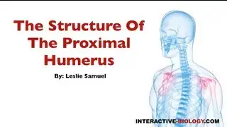 076 The Structure Of The Proximal Humerus