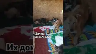 Другого дома у них нет и уже не будет #shortvideo #shorts #youtubeshorts