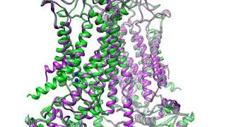 Calcium-activated chloride channel TMEM16A