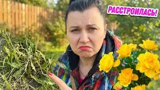 ДАЧНЫЙ ВЛОГ 🇩🇪🇺🇦 СНОВА РАССТРОИЛАСЬ // ЧТО ХОРОШО РАСТЁТ НА ДАЧЕ