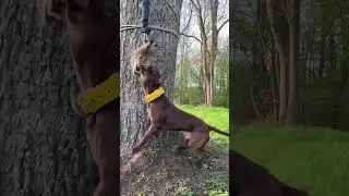 Top 3 Most Aggressive Dog Breed 👹 #shorts #dog #dogs #youtubeshorts