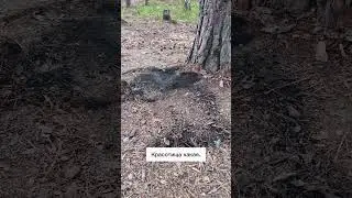 Как думаете, сколько лет осталось стоять этому лесу? Нижегородская обл, Светлые озера.