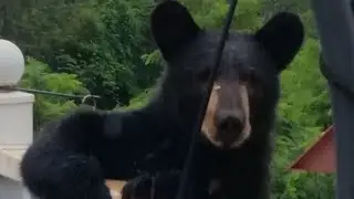The bear got into our house while we were sleeping. California. Subtitles.