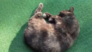 КотоТюлень