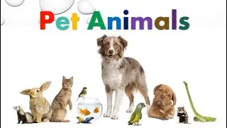 Pet Animals | Learning Video For Kids | AuSum Sisters