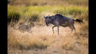 lioness hunting a wildebeest