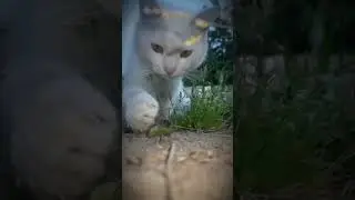 💗 #рекомендации #реки #cat #catlover #cute #music