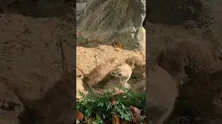 Untitled video