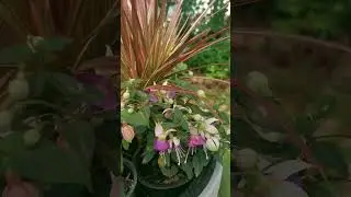 8.05.24 #relaxingmusic #music #nature #garden #цветы #spring #сад