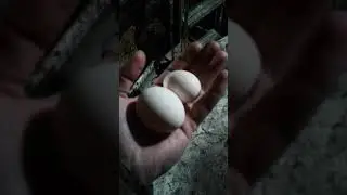 Новые жители. Новости в хозяйстве.